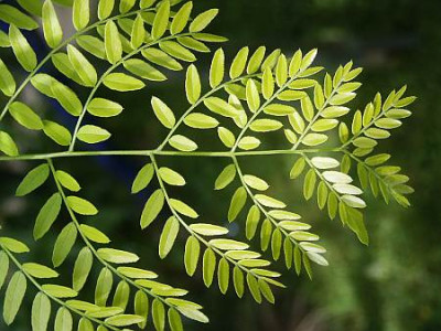 Gleditsia1.kl.jpg