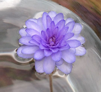 Hepatica.jpg