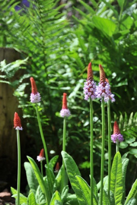 Primula_vialii_12.jpg