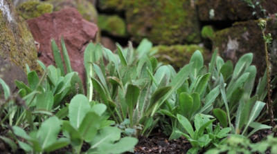 Meconopsis_April.jpg