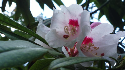 2013-04-28-0411R._calophytum_var._openshawianum_CH_7055.jpg