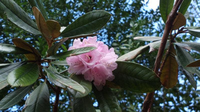 2013-04-28-0417R.fulvum_select.jpg
