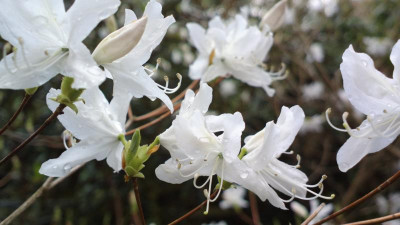 2013-04-29-0425R._dilatatum_leucanthum.jpg