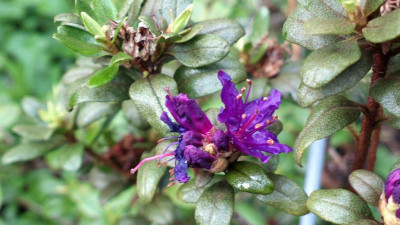 2013-04-29-0431R.russatum_Collingwood_Ingram.jpg
