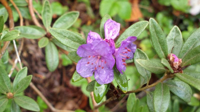 2013-04-29-0432R._hippophaeoides_var._hippophaeoides_Haba-shan.jpg