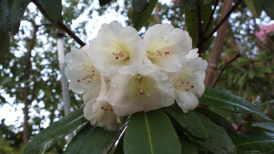 2013-04-29-0439R._irroratum_white.jpg