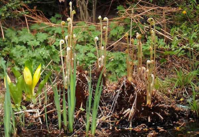 osmunda_13-04-28.jpg