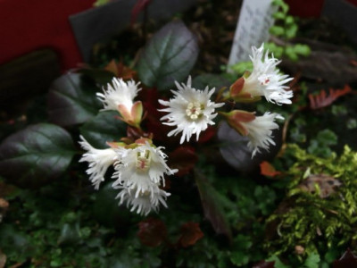 S.soldanelloides_f._alpina_albiflorum.jpg