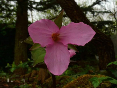 T.grandiflorum_f._roseum.jpg