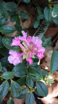 2013-04-30-0454R._cephalanthum_Cebreflorum_group.jpg