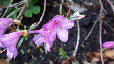 2013-04-30-0455_R._imperator_CC_7530.jpg