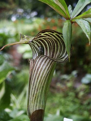 A.franchetianum.kl.jpg