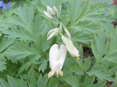 Dicentra_Aurora_1024x768.jpg