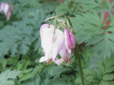 Dicentra_Furses_Form_1024x768.jpg