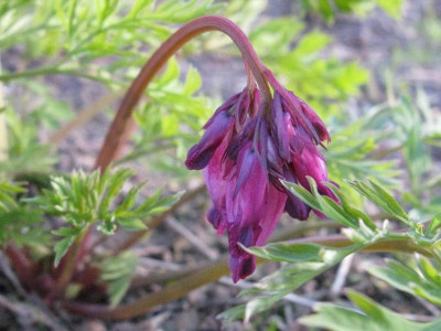 Dicentra_formosa_1024x768.jpg