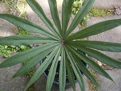 A.franchetianumBlatt.jpg