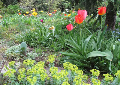 GP_Tulpen_bunter_Fruehling_2013-04-30.jpg