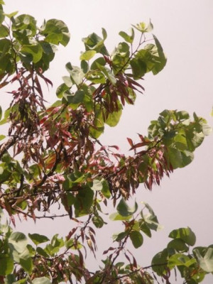 HBV_cercis_fruechte.jpg