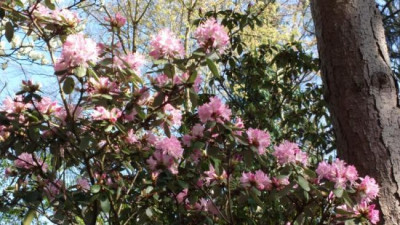 2013-05-01-0465R.racemosum_Rock_Rose.jpg