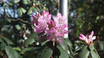 2013-05-01-0466R.racemosum_Rock_Rose.jpg