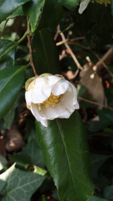 2013-05-01-0475Camellia_japonica_Shirokingyoba-Tsubaki.jpg