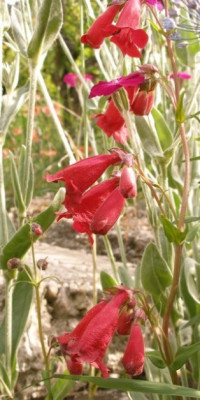 penstemon_paul_schoenholzer_habitus.jpg