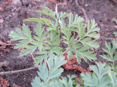 Dicentra_formosa_normal_1024x768.jpg
