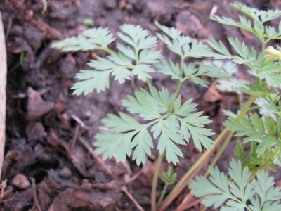 Dicentra_pergrina_Beteiligung_1024x768.jpg