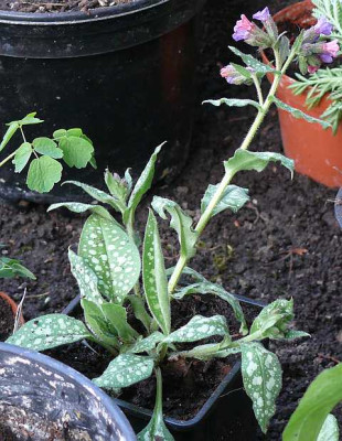 b0105784_pulmonaria_samling.jpg