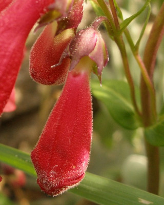 penstemon_paul_schoenholzer_knospe.jpg