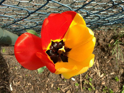 schizotulpe_20130501_zg.jpg