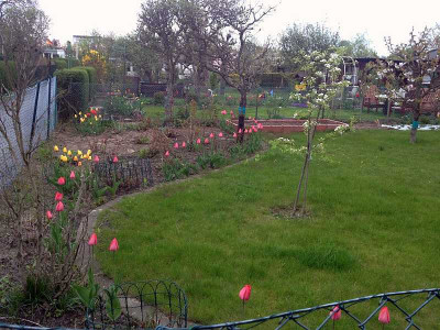 tulpenreihe_201304_zg.jpg