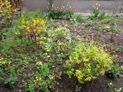 primelvorgarten_201304_zg.jpg