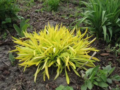 Solidago_Hiddigeigei_130501.jpg
