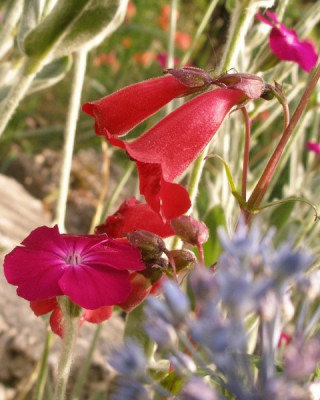 lychnis_penstemon_allium.jpg