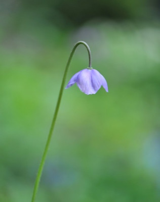 Meconopsis_quintuplinervia.jpg