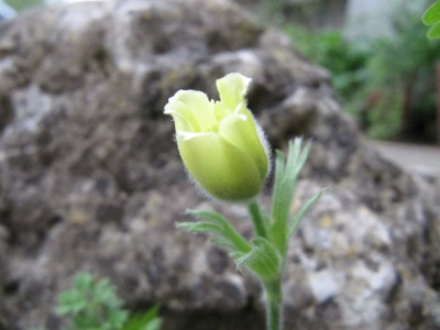 Pulsatilla_gelb_Henriette_130502.jpg