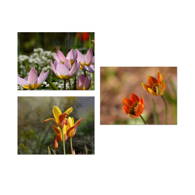 kleine-Tulpen.jpg