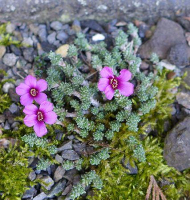 Saxifraga_columnaris_fars_2013.jpg
