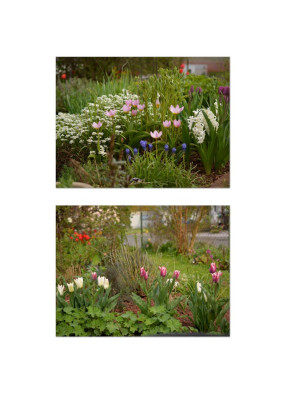 Tulpenbeete.jpg