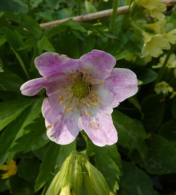 Anemone_nemorosa_Rosa_fars_2013.jpg