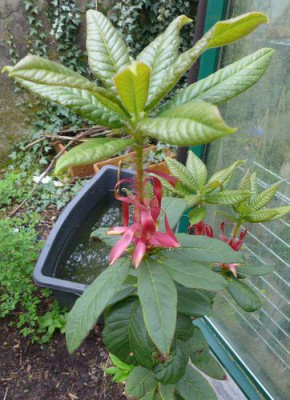 Rhododendron_barbatum_fars_2013.jpg