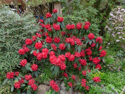 Rhododendron_Taurus_voll_erbluht_fars_2013.jpg