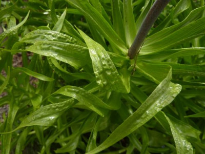 Fritillaria_imperialis_fars_2013.jpg