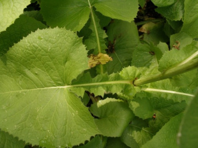 HBV_2005-06-20_mulgedium_macrophyllum_2.jpg