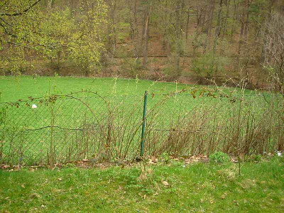 Brombeerautobahn1.jpg