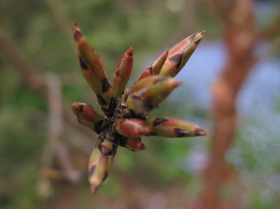 acer_griseum_1353.jpg