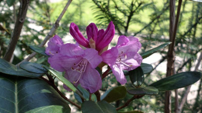 2013-05-03-0491R.wallichii_Bu127.jpg
