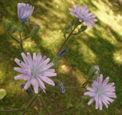 HBV_2005-06-20_mulgedium_macrophyllum_4.jpg