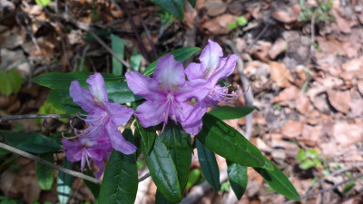 2013-05-03-0504R._polylepis_CHM2500.jpg